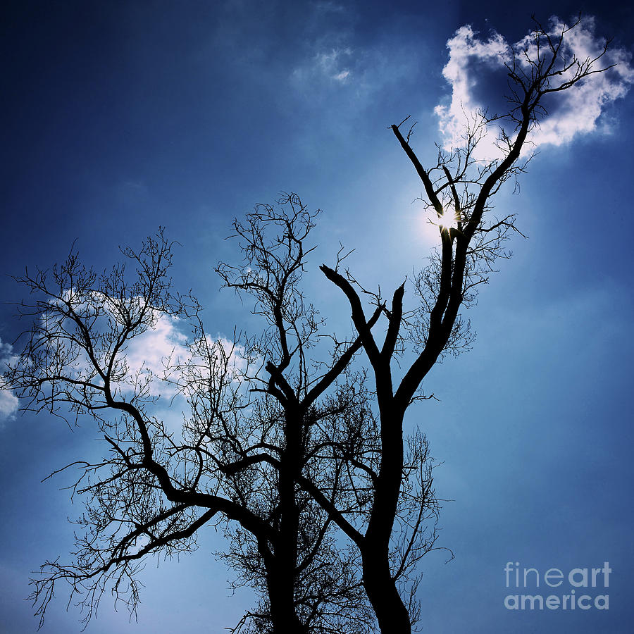 Up Movie Photograph - Silhouette of old tree branches against blue sky backlit by Bernard Jaubert