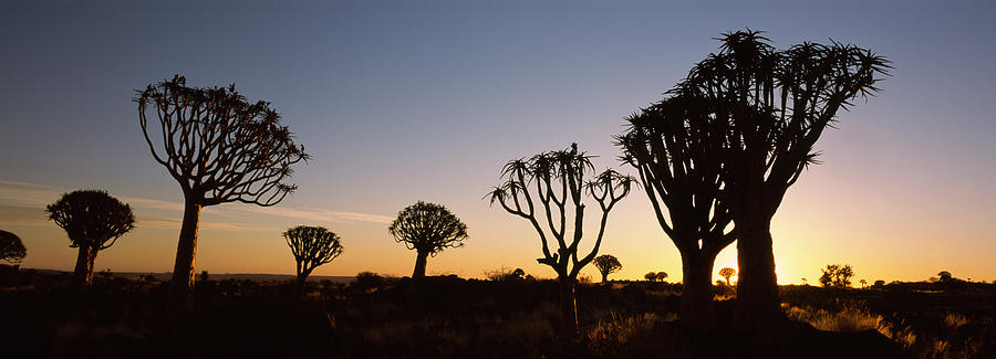 Color Image Photograph - Silhouette Of Quiver Trees Aloe by Panoramic Images Color Image Photograph - Silhouette Of Quiver Trees Aloe by Panoramic Images