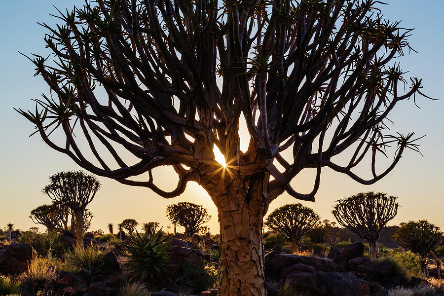 Silhouette Of Quiver Trees In Desert At Photograph by Pixelchrome Inc