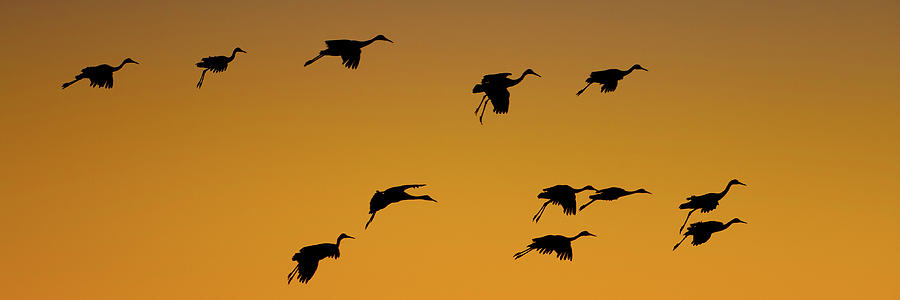 Silhouette Of Sandhill Cranes Grus Photograph by Panoramic Images ...