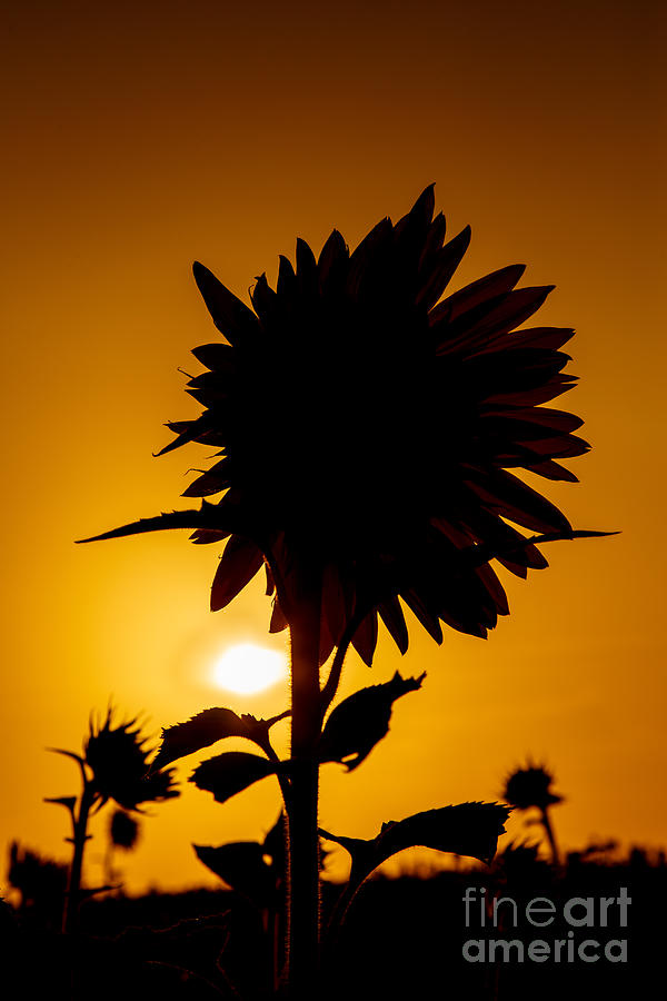 Flower Photograph - Silhouette of the Sunflower by Terri Morris