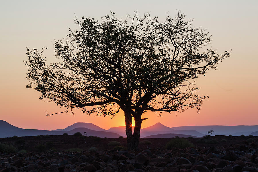 Silhouette Of Tree In Desert At Sunrise Photograph by Pixelchrome Inc