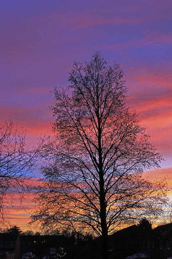 Silhouette of Tree Photograph by Tony Murtagh