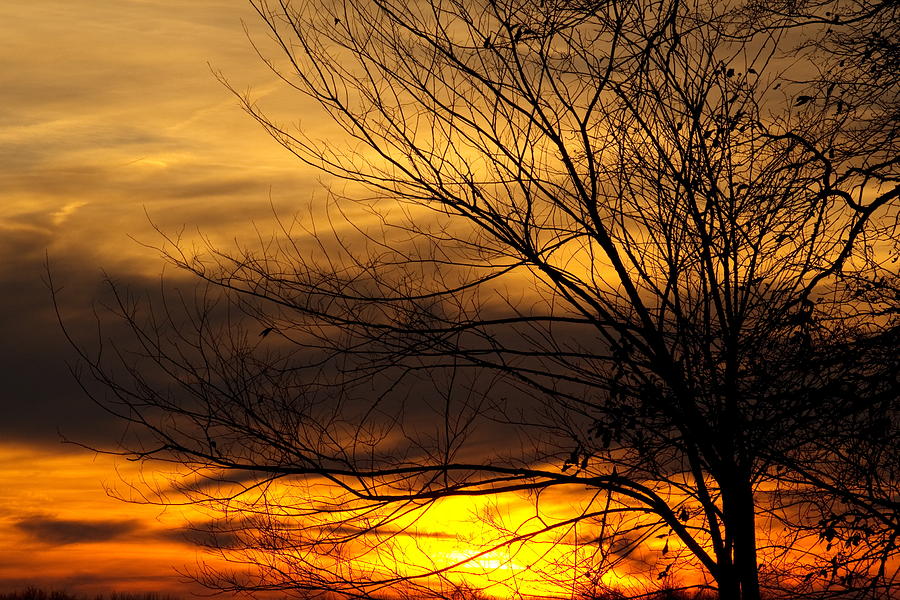 Silhouette of Trees Photograph by Amanda Kiplinger - Fine Art America