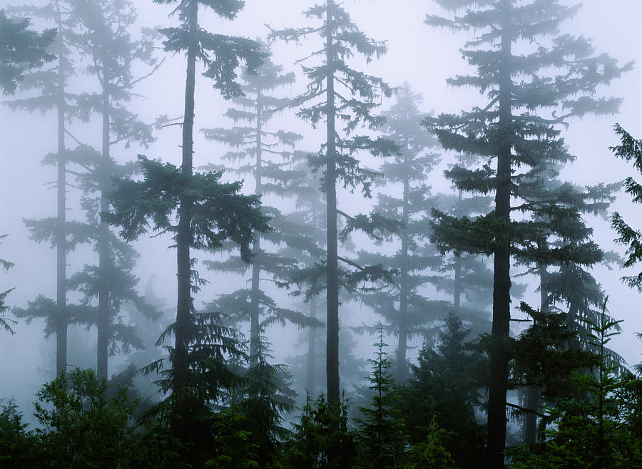 Хвойные сны. Афреско туманный лес. Ели сосны психоделика gif. Douglas fir. Douglas fir Tree.