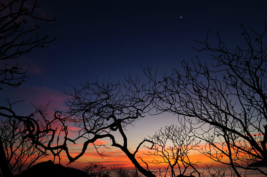 Silhouette Of Twisted Trees During Photograph by Ogphoto