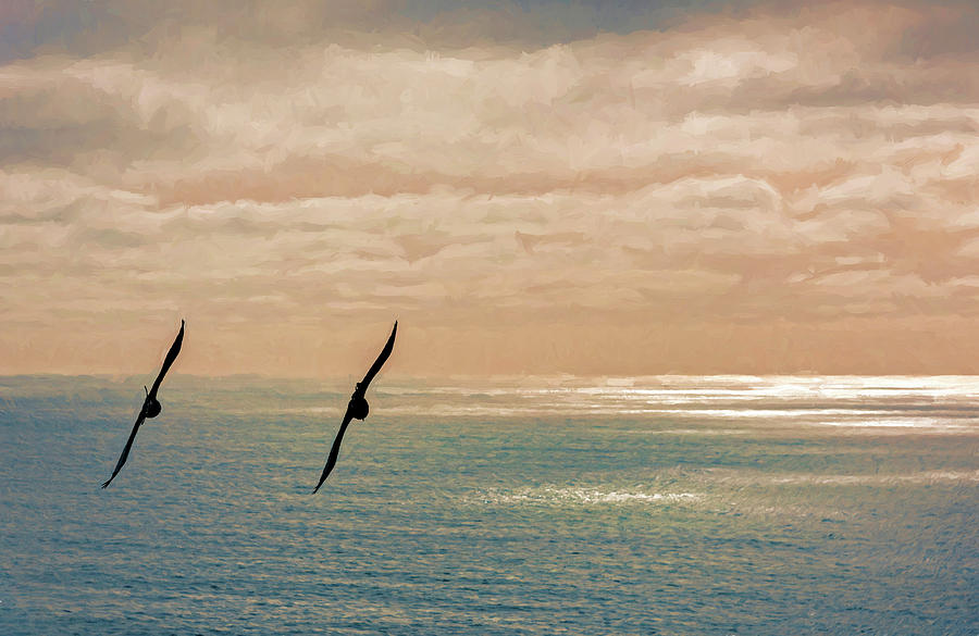 Silhouette Of Two Seagulls In Flight Photograph by Panoramic Images