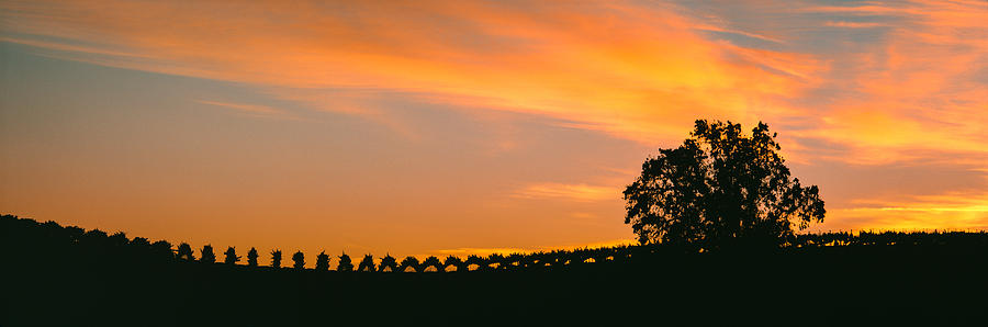 Nature Photograph - Silhouette Of Vineyard At Sunset, Paso by Panoramic Images