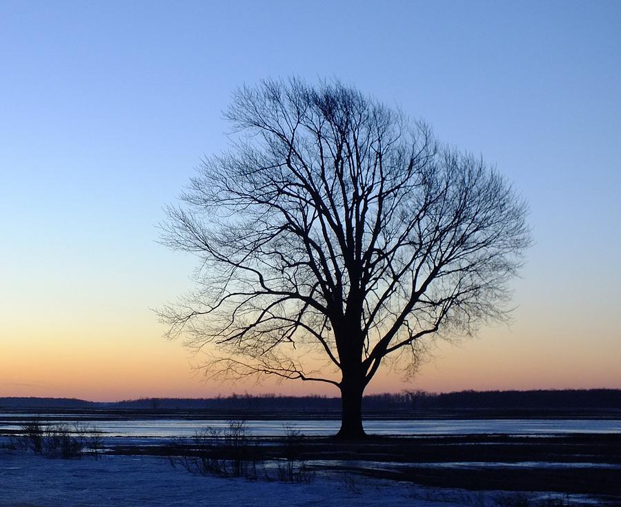 Silhouette on a Winter Sunrise Photograph by Peggy King