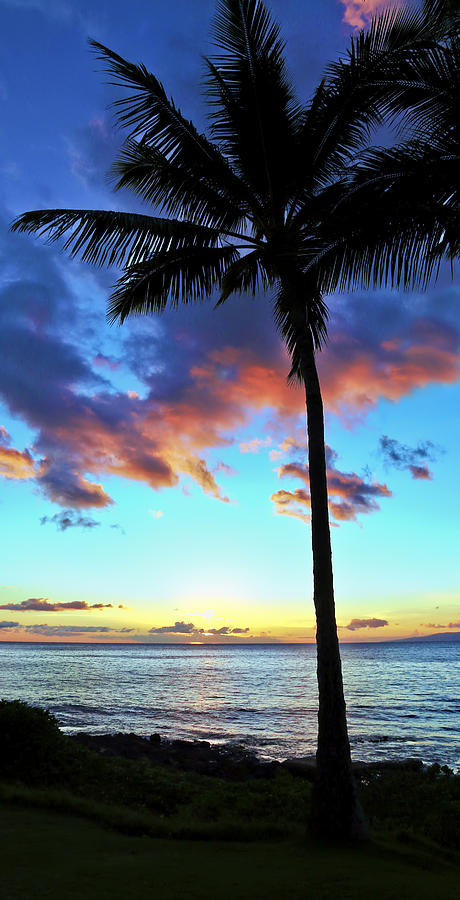 Silhouette Palm Tree Sunset Photograph by Athena Mckinzie