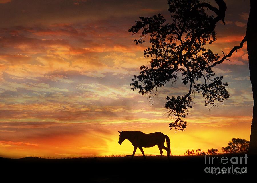 Sunset Photograph - Silhouette by Stephanie Laird