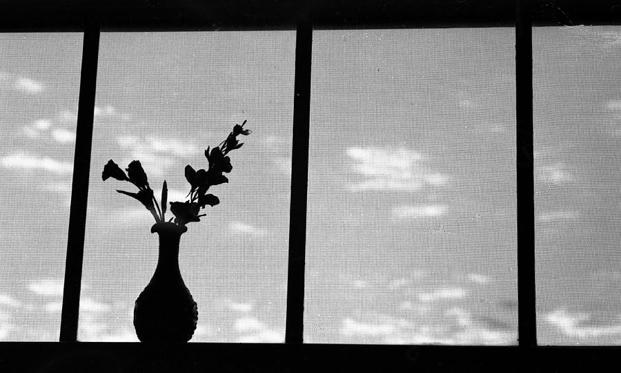 Silhouette - Vase Photograph by Pamela Critchlow