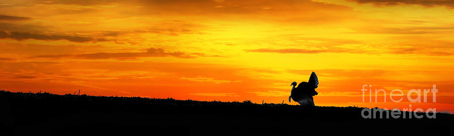 Silhouette wild turkey in field at sunset panoramic Photograph by Dan Friend