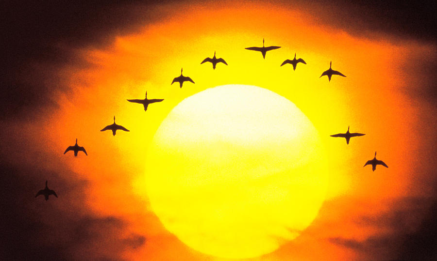 Sunset Photograph - Silhouetted Birds In Sunset by Panoramic Images