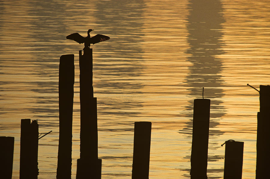Silhouetted Cormorant on Pilings Photograph by Jim Corwin