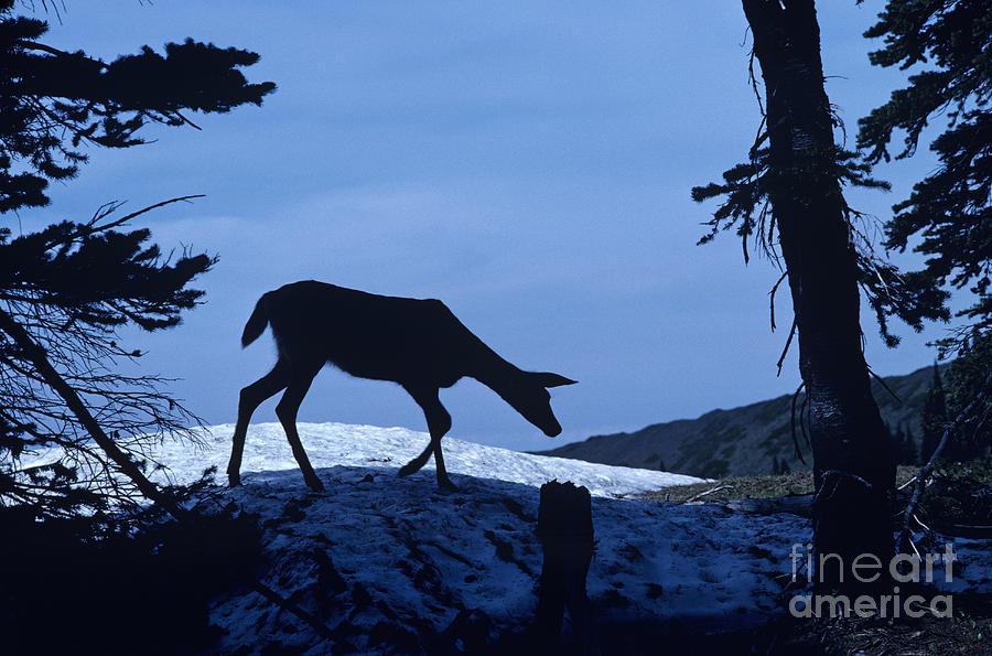 Silhouetted Deer Photograph by Jim Corwin