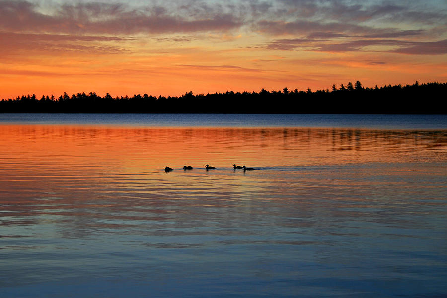 Silhouetted ducks at sunrise Photograph by Barbara West