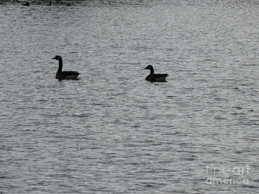 Silhouetted  Geese Photograph