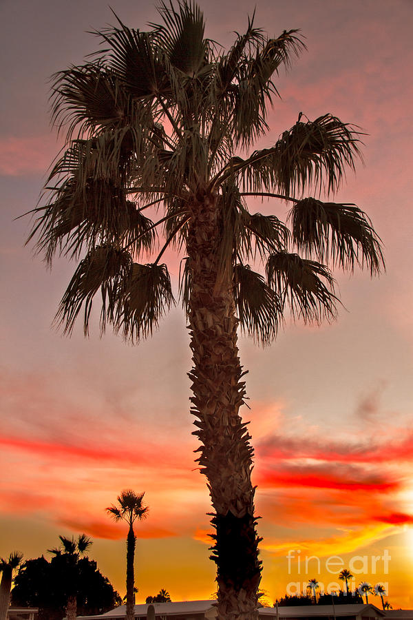 Silhouetted Palm Trees II Photograph by Robert Bales