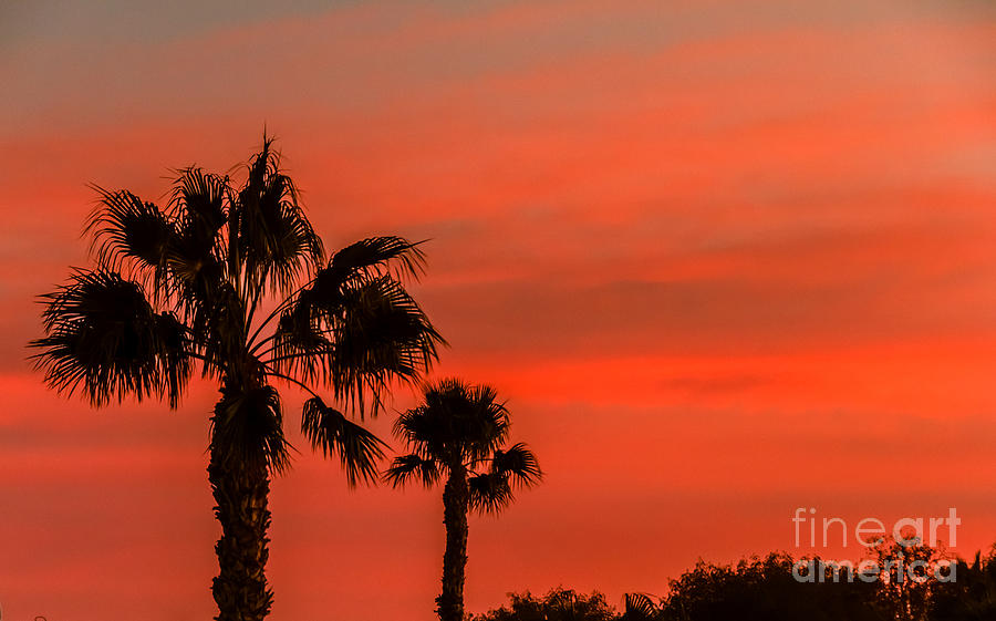 Silhouetted Palm Trees Photograph by Robert Bales
