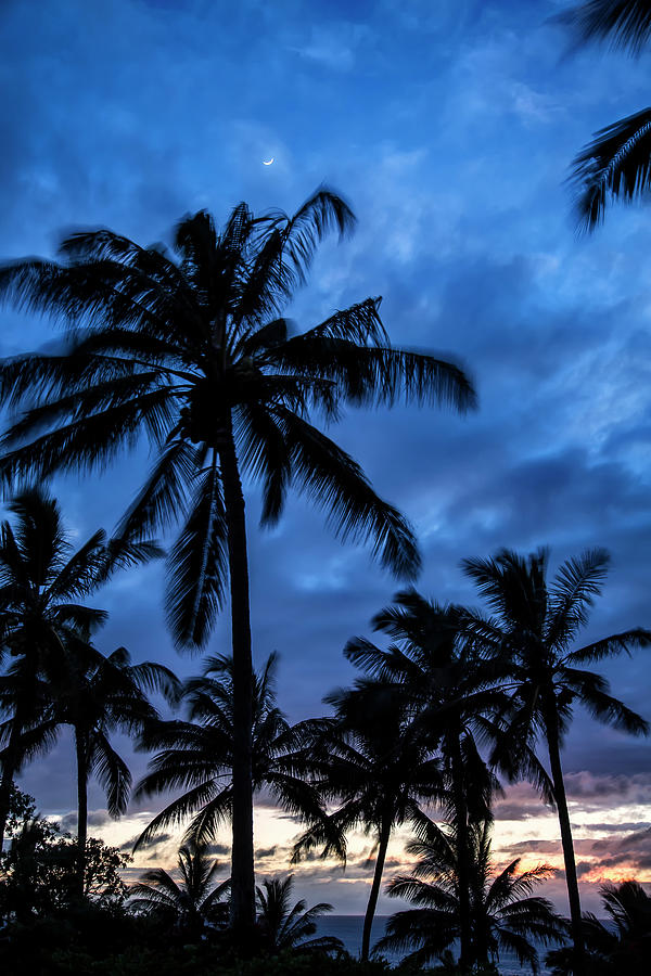 Silhouetted Palm Trees Under A Cloudy Photograph by Scott Mead