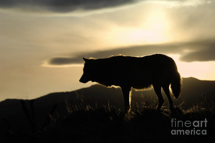 Silhouetted  Photograph by Wildlife Fine Art