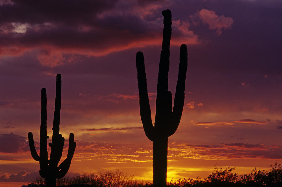 Silhouetted saguaro cactus sunset  Arizona State USA Photograph by Jim Corwin