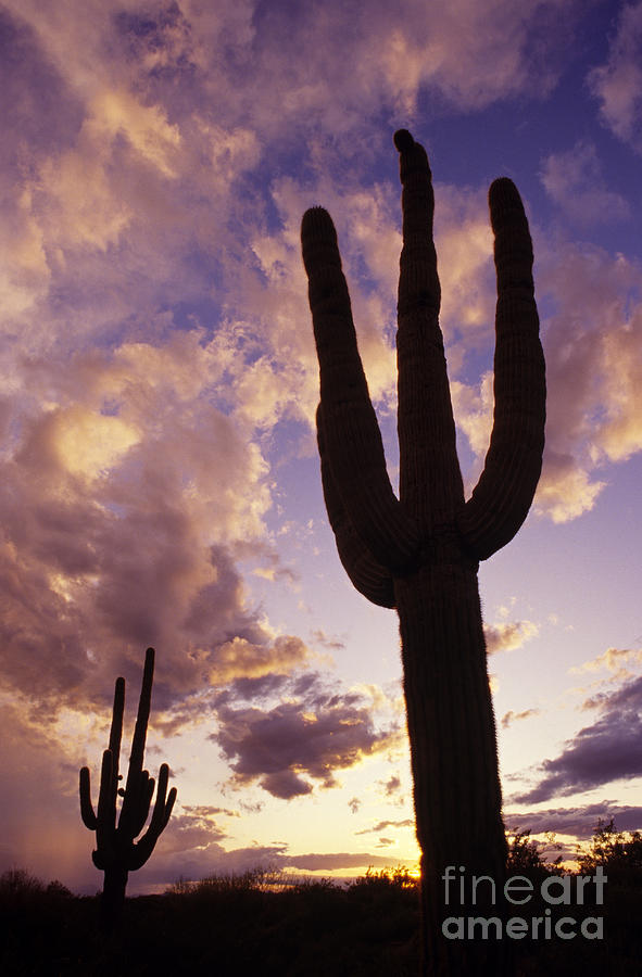 Silhouetted saguaro cactus sunset at dusk Arizona State USA Photograph by Jim Corwin