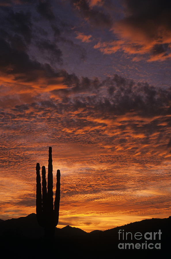 Silhouetted saguaro cactus sunset at dusk with dramatic clouds Photograph by Jim Corwin