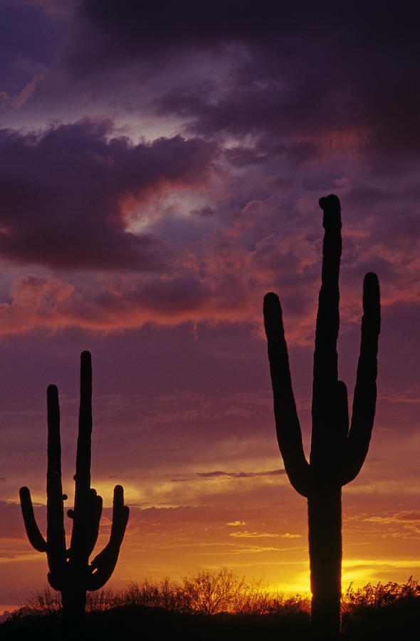Silhouetted saguaro cactus sunset  Photograph by Jim Corwin