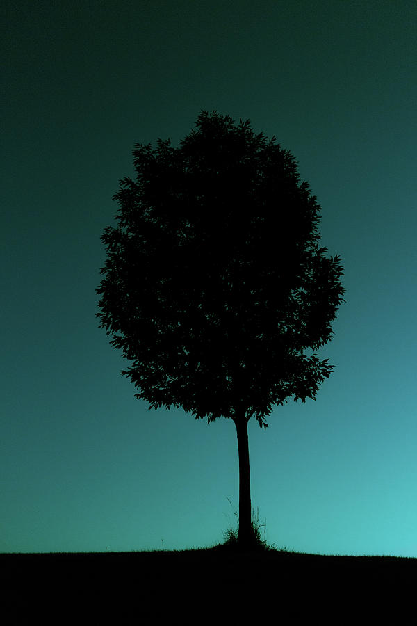 Silhouetted Tree Against Cyan Sky Photograph by Emrold
