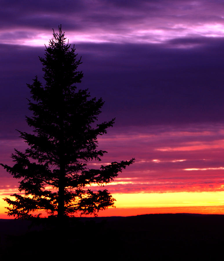 Sunset Photograph - Silhouetted tree at Brockway Mountain by Optical Playground By MP Ray