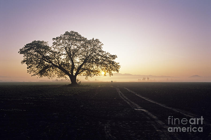 Silhouetted Tree In Field Sunrise Photograph by Jim Corwin