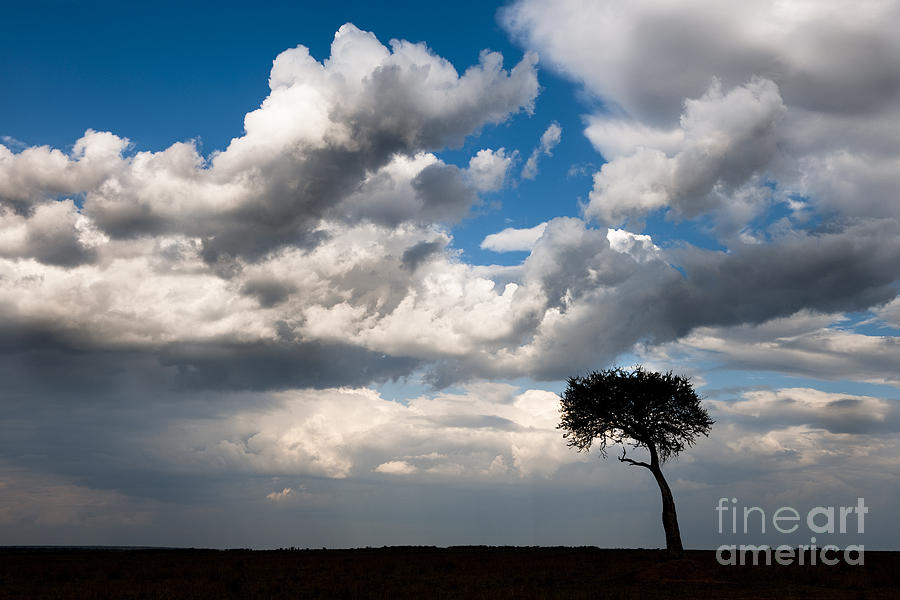 Silhouetted Tree, Masai Mara, Kenya Photograph by John Shaw