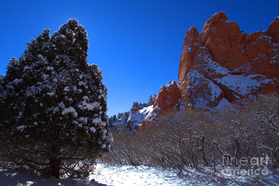 Silhouetted Tree with Fresh Snow at Garden of the Gods Photograph by JD Smith