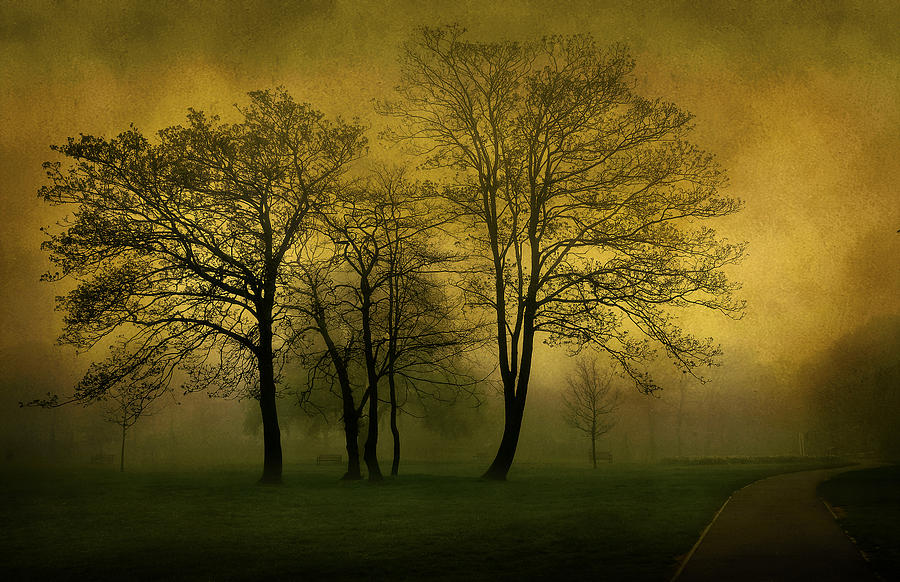 Fantasy Photograph - Silhouetted Trees by Svetlana Sewell