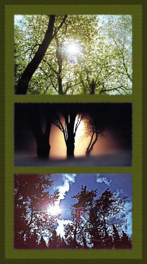 Tree Photograph - Silhouetted Trees Triptych by Steve Ohlsen