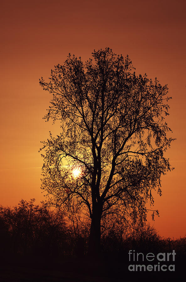 Tree Photograph - Silhouettes  by LHJB Photography