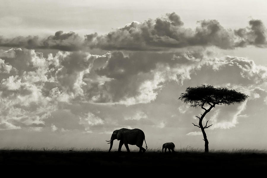 Nature Photograph - Silhouettes Of Mara by Mario Moreno