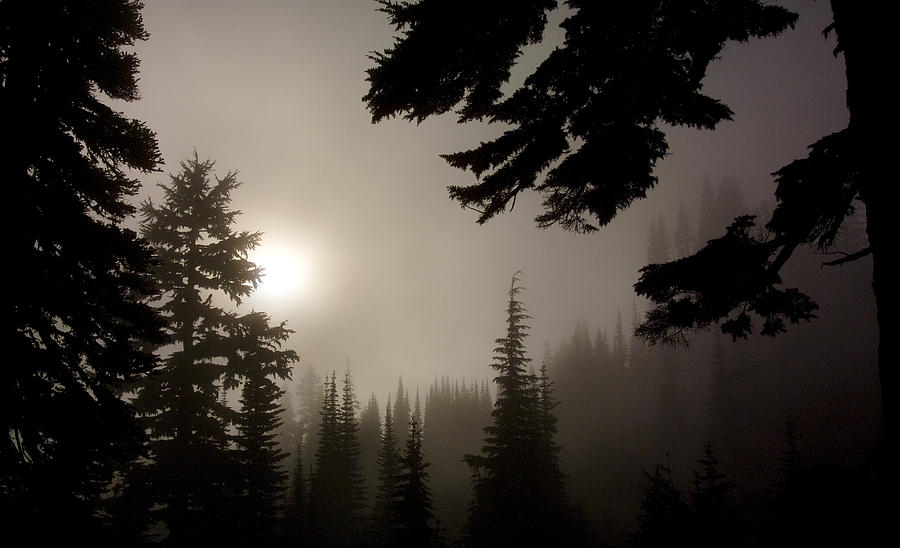 Silhouettes of Trees on Mt Rainier Photograph by Greg Reed