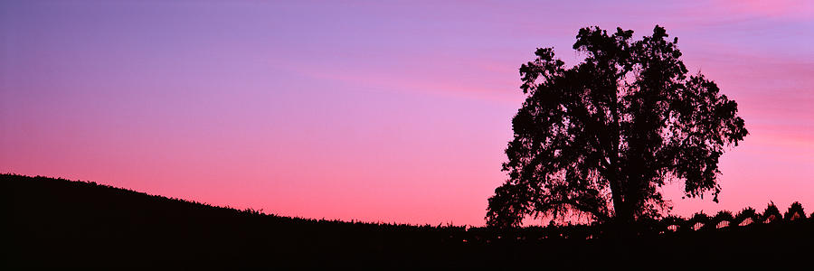 Nature Photograph - Silhoutte Of Oaktree In Vineyard, Paso by Panoramic Images