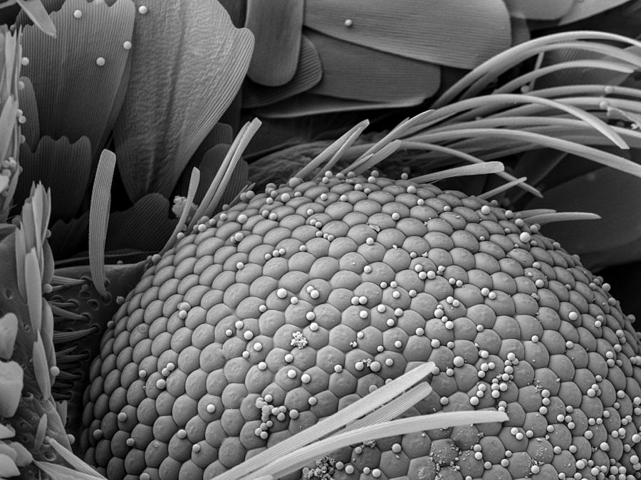 Silicon balls on moths eye, imaged in a scanning electron microscope Photograph by Cultura RM Exclusive/Sheri Neva