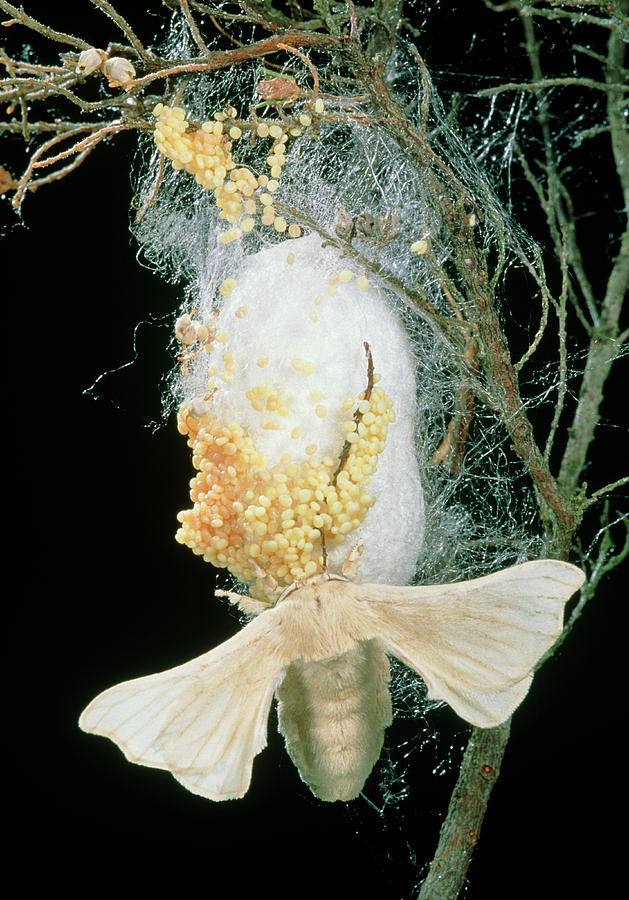 elk vreemd crisis Silk Moth (bombyx Mori) Laying Eggs On A Cocoon Photograph by Pascal  Goetgheluck/science Photo Library