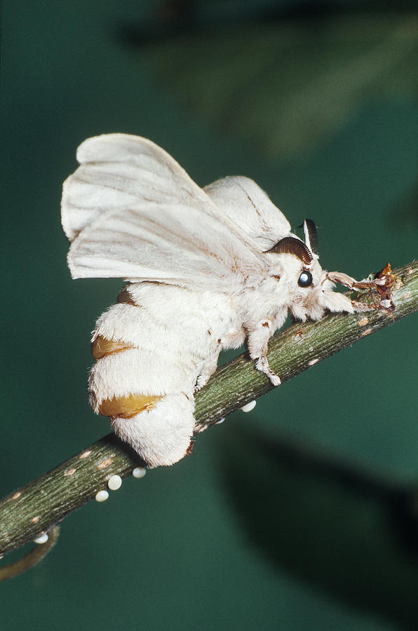 Silk Moth Laying Eggs Photograph by Harry Rogers