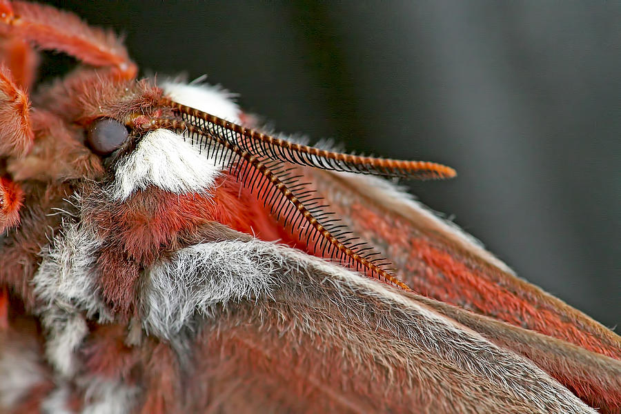 Silk Moth Macro Photograph by Peggy Collins