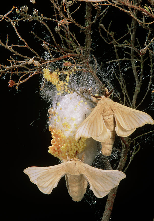 Silk Moths (bombyx Mori) Laying Eggs On A Cocoon Photograph by Pascal Goetgheluck/science Photo Library