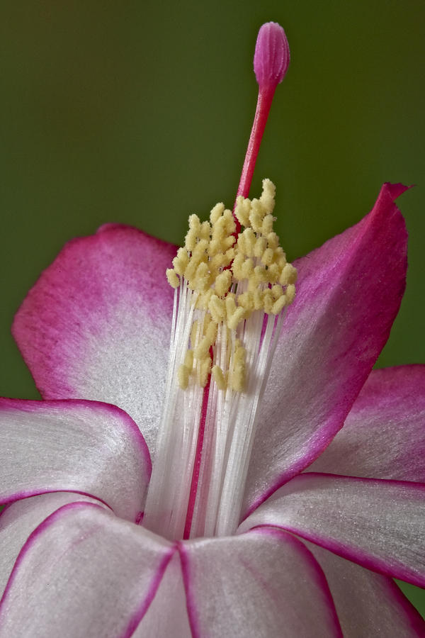 Silk Petals Photograph by Susan Candelario