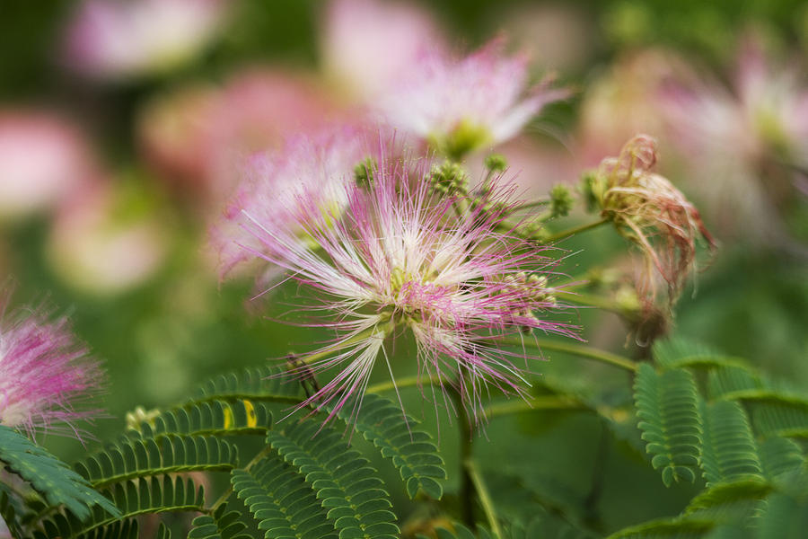 Silk Tree Mimosa - Albizia julibrissin Photograph by Kathy Clark