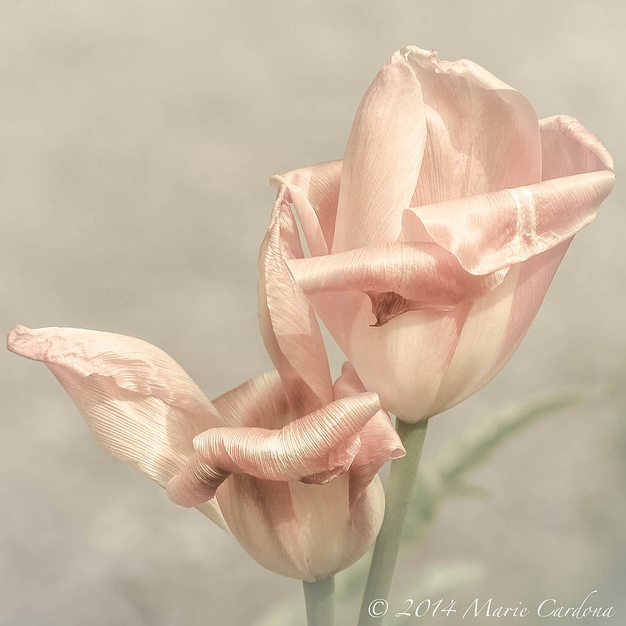 Florals Photograph - Silken by Marie  Cardona