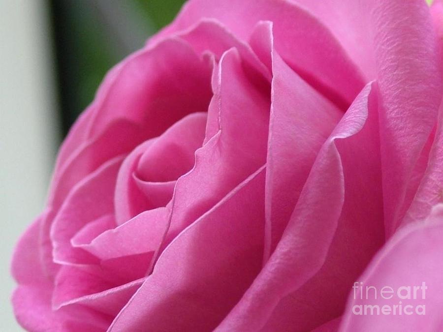 Silken Rose  Photograph by Joan-Violet Stretch